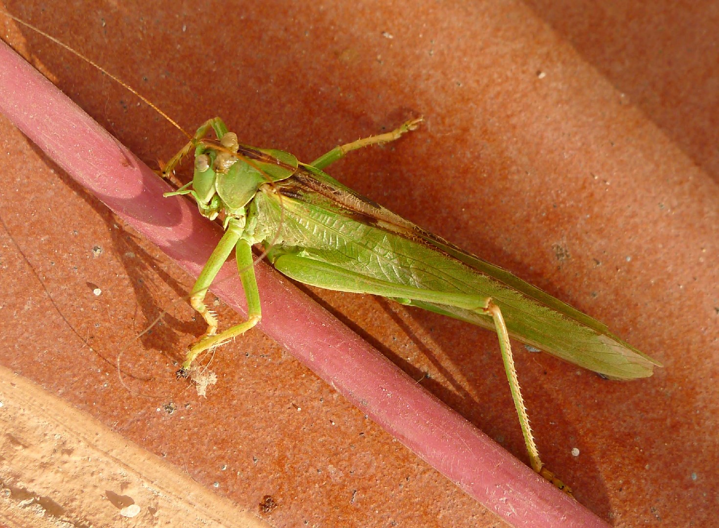 Кузнечик зелёный (Tettigonia viridissima) - Picture Insect