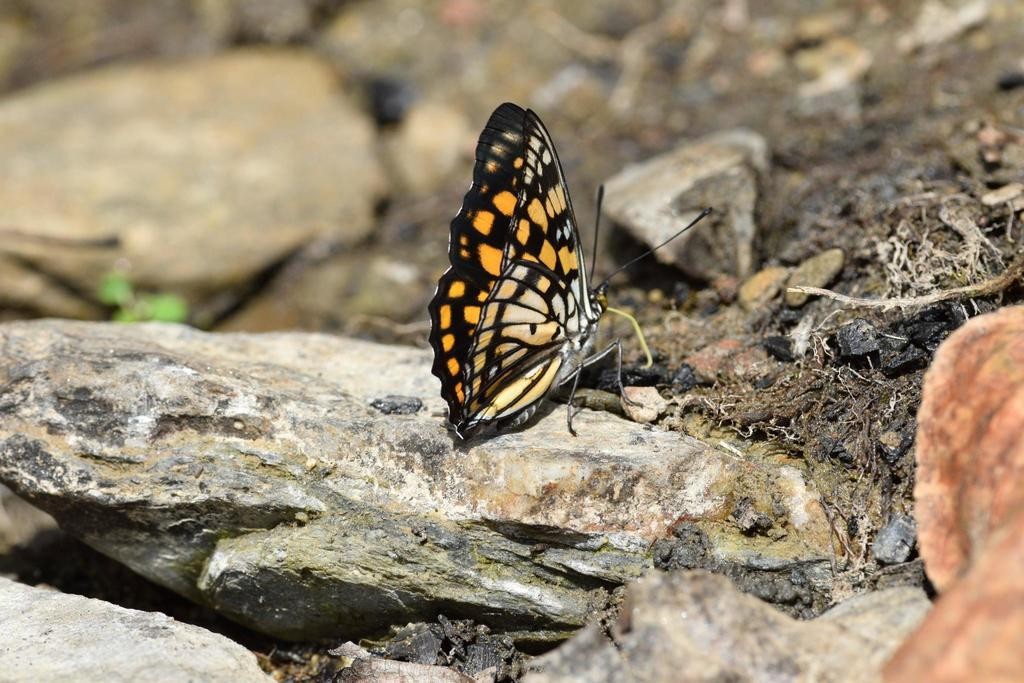 Sephisa (Sephisa)