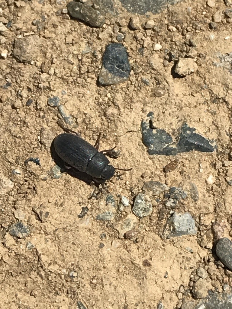 Blapstinus (Blapstinus)