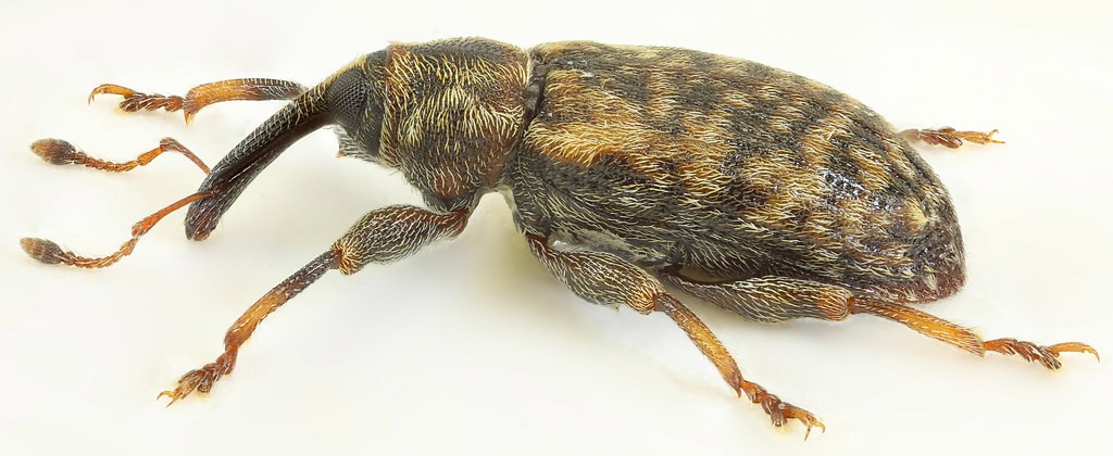 Willow weevils (Dorytomus)