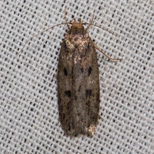 Hofmannophila (Hofmannophila)