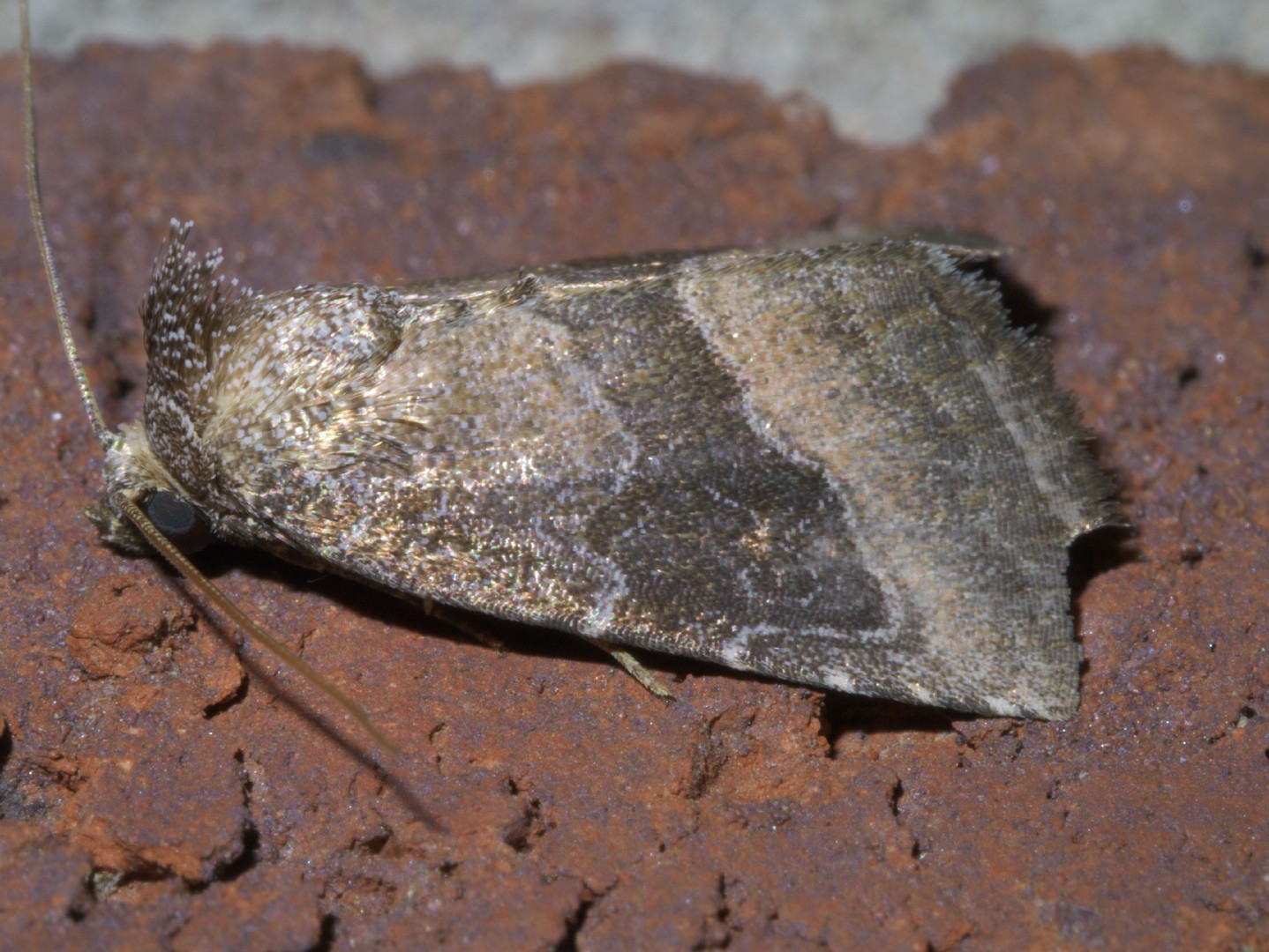 Ogdoconta (Ogdoconta)