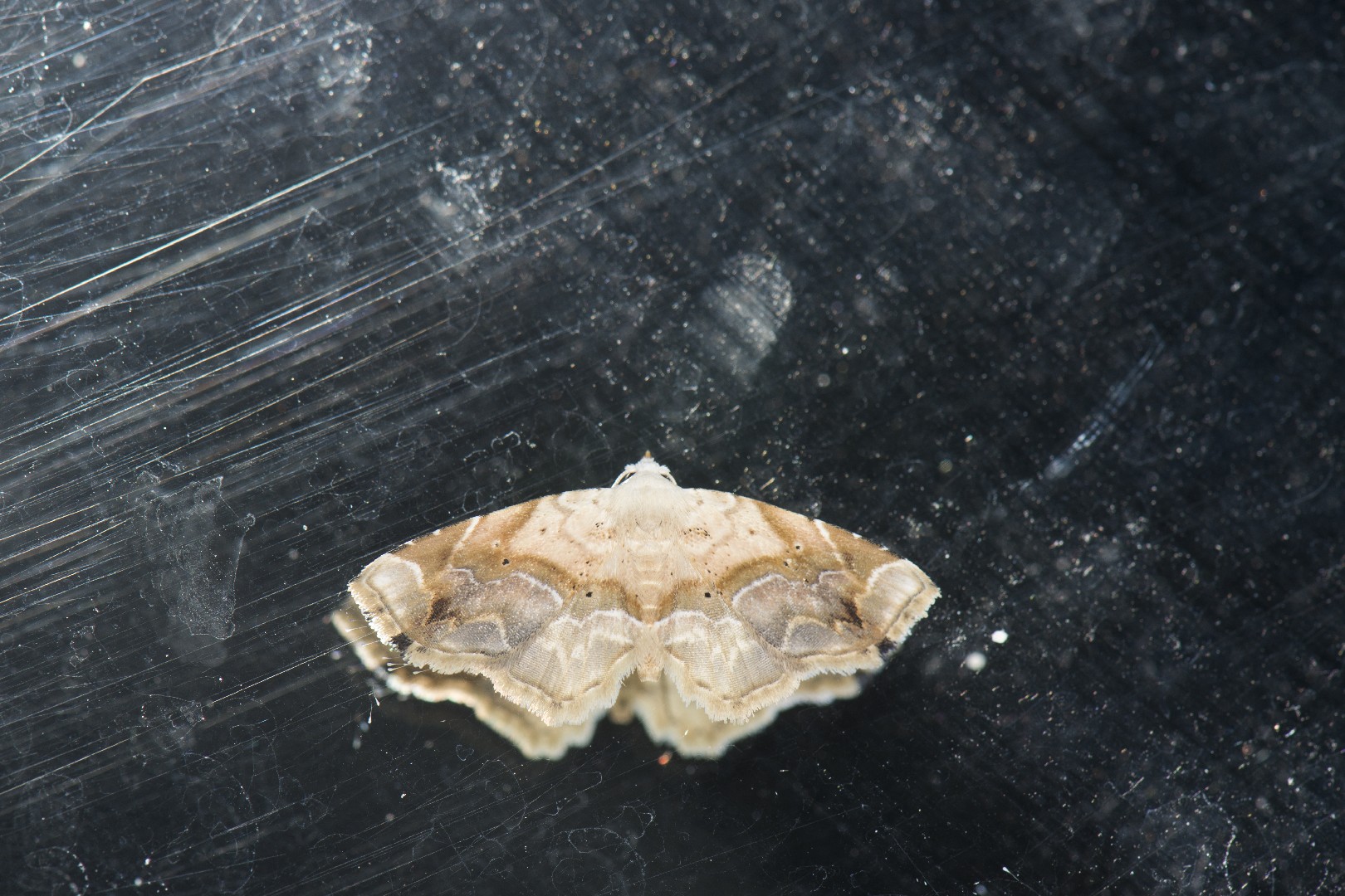 Eugraptoblemma (Eugraptoblemma)