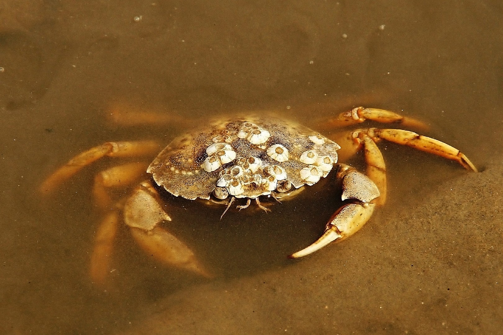 Shore crab
