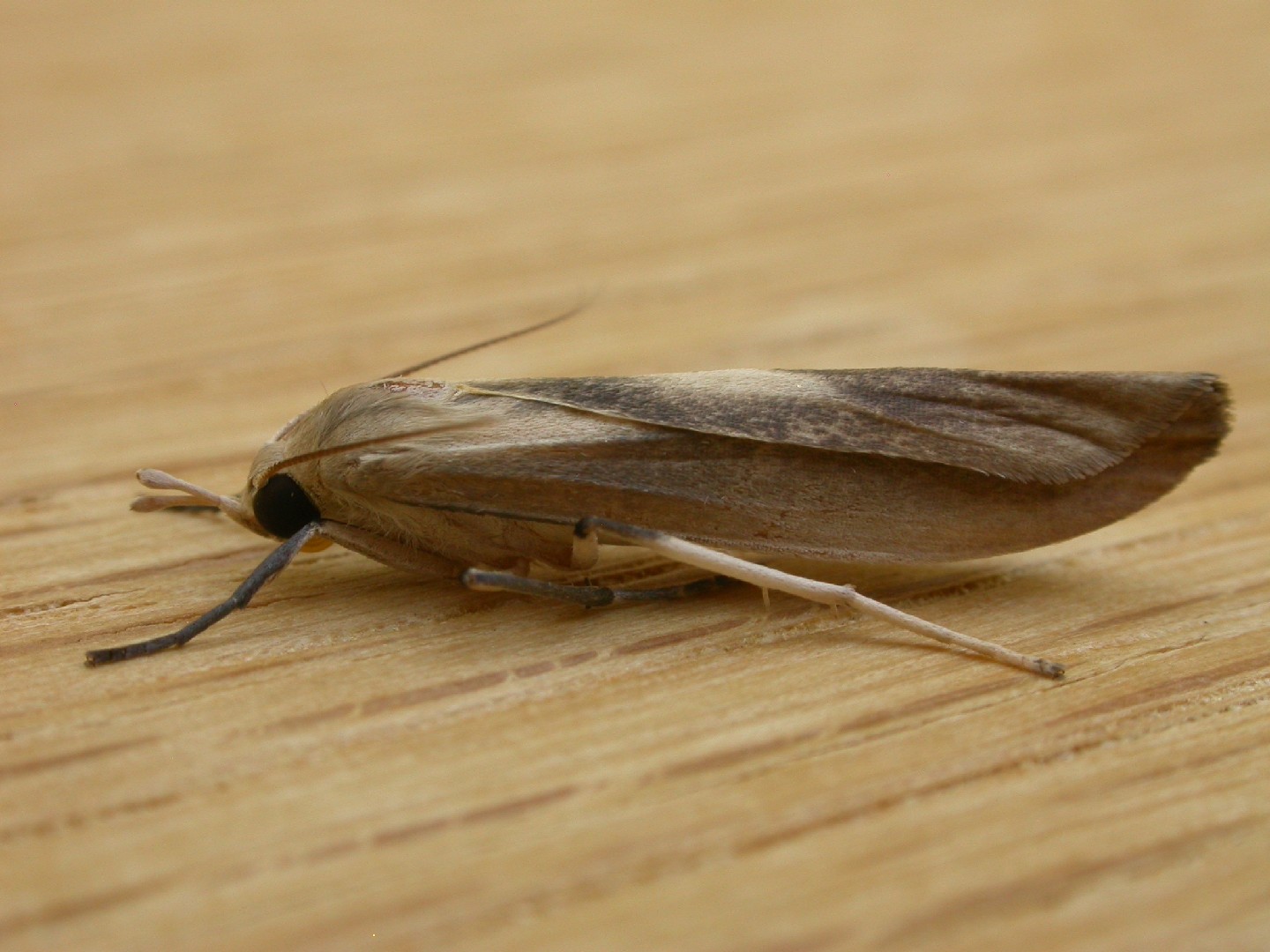 Calamidia (Calamidia)