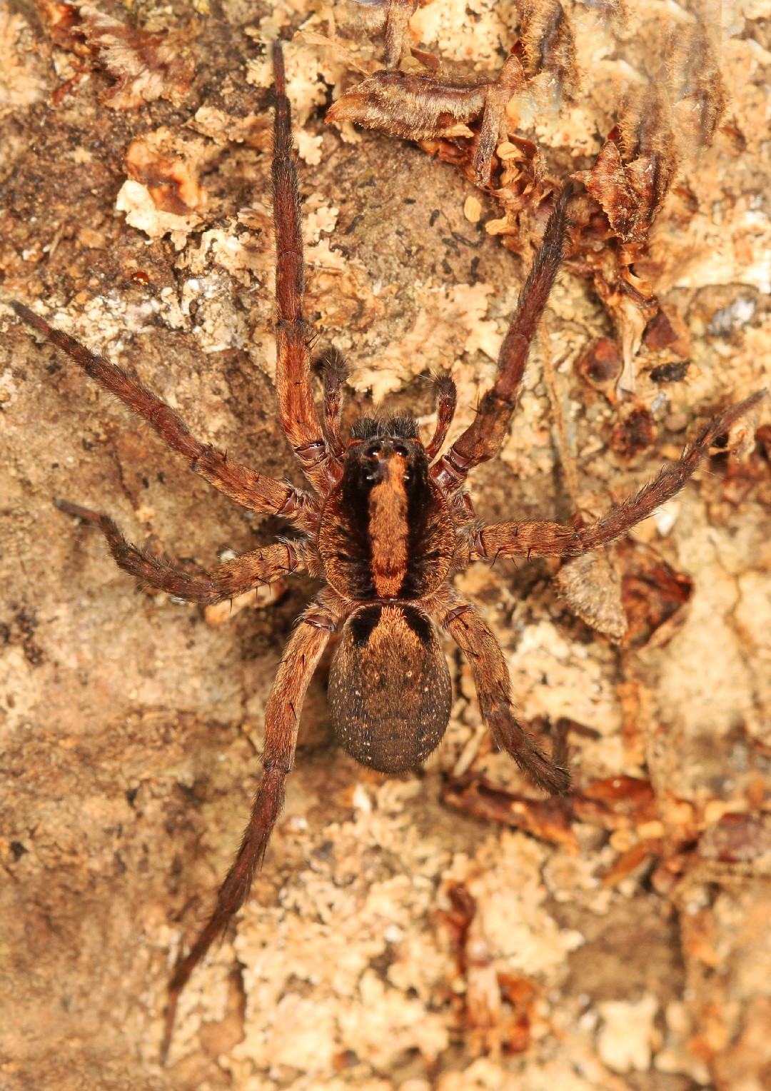 Sword wolf spiders (Gladicosa)