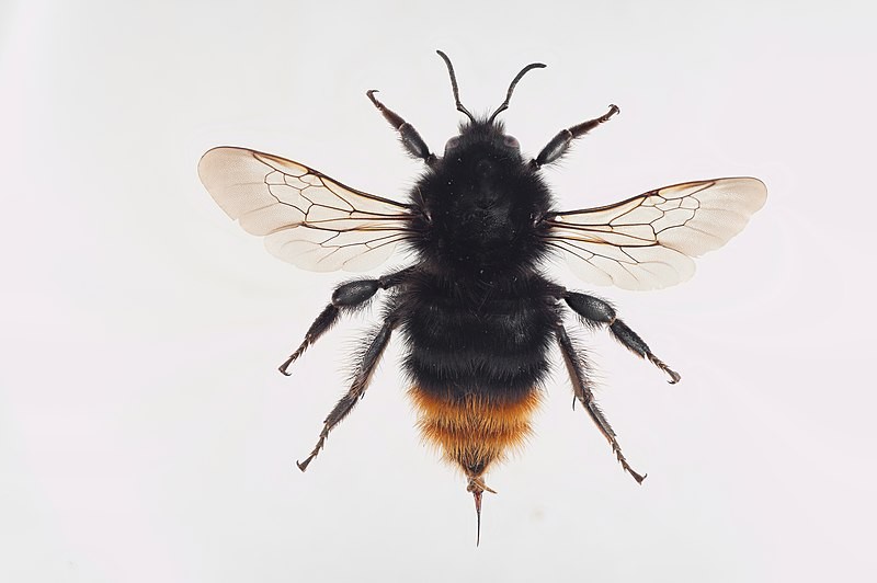 Red-shanked bumblebee
