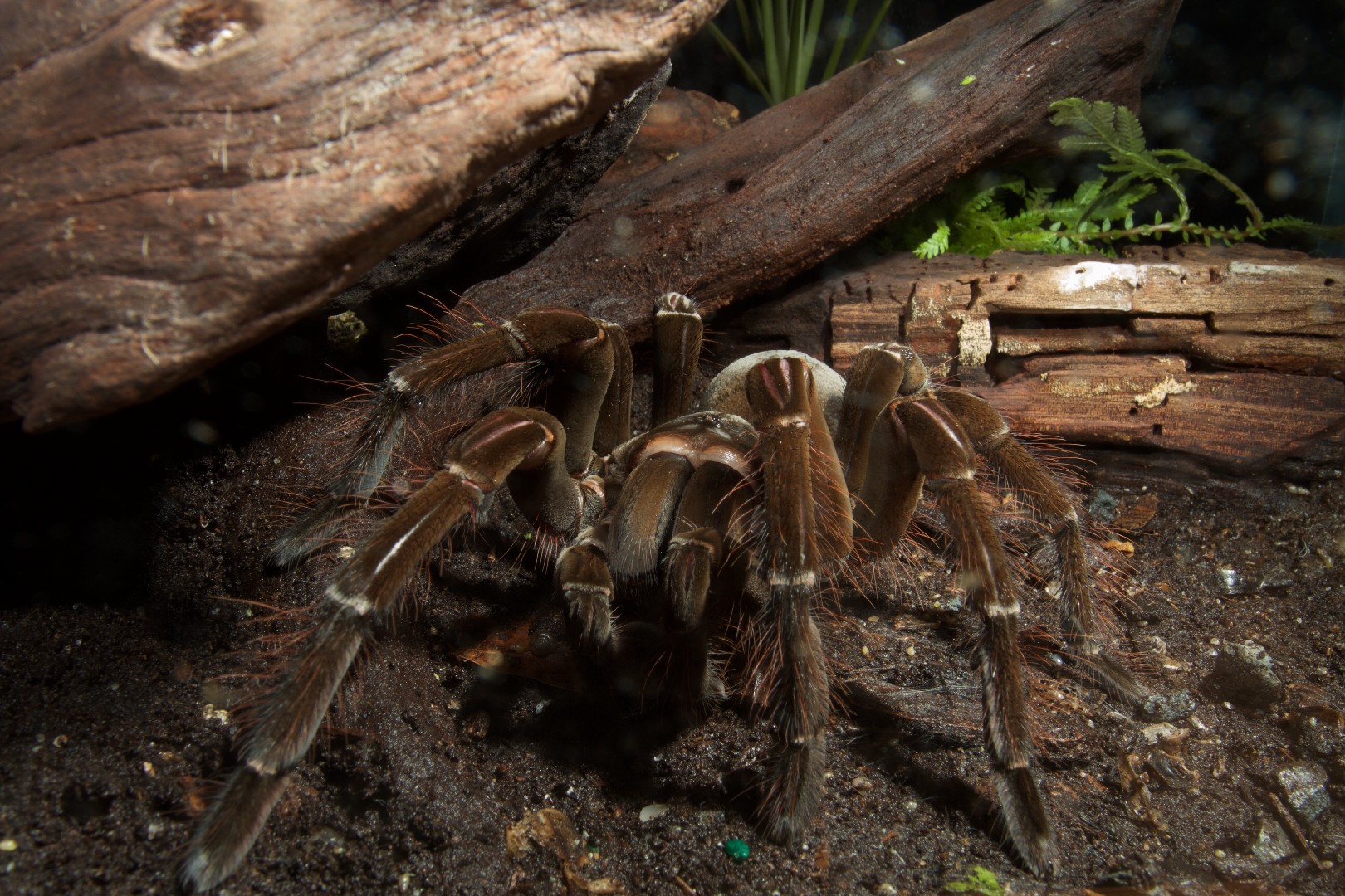 ゴライアスバードイーター (Theraphosa blondi) - Picture Insect