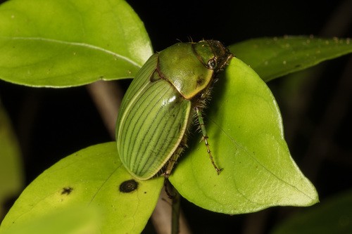 Stethaspis (Stethaspis)