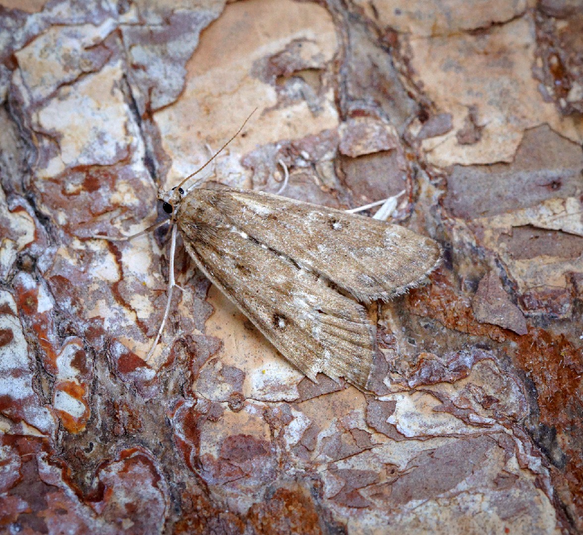 Parapoynx stratiotata (Parapoynx stratiotata) - Picture Insect