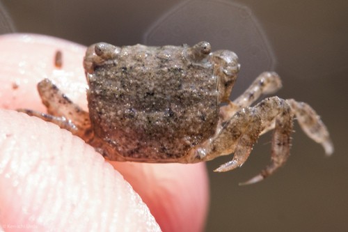 Yellow shore crab