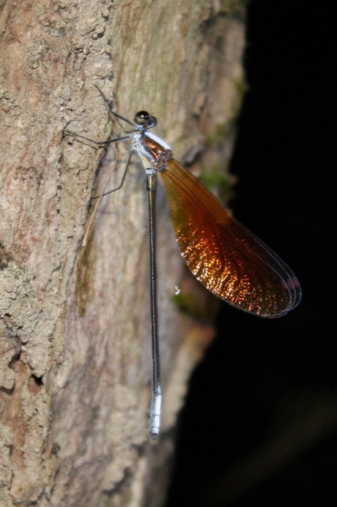 Broad-winged damselflies (Mnais)