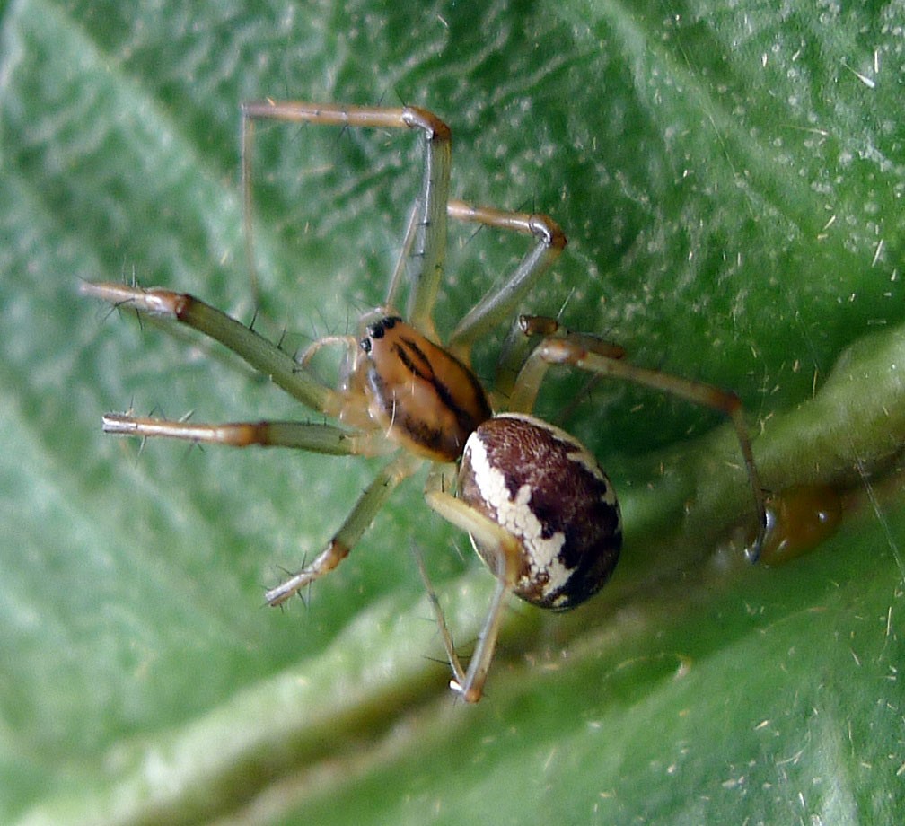 Линифия треугольная (Linyphia triangularis) - Picture Insect