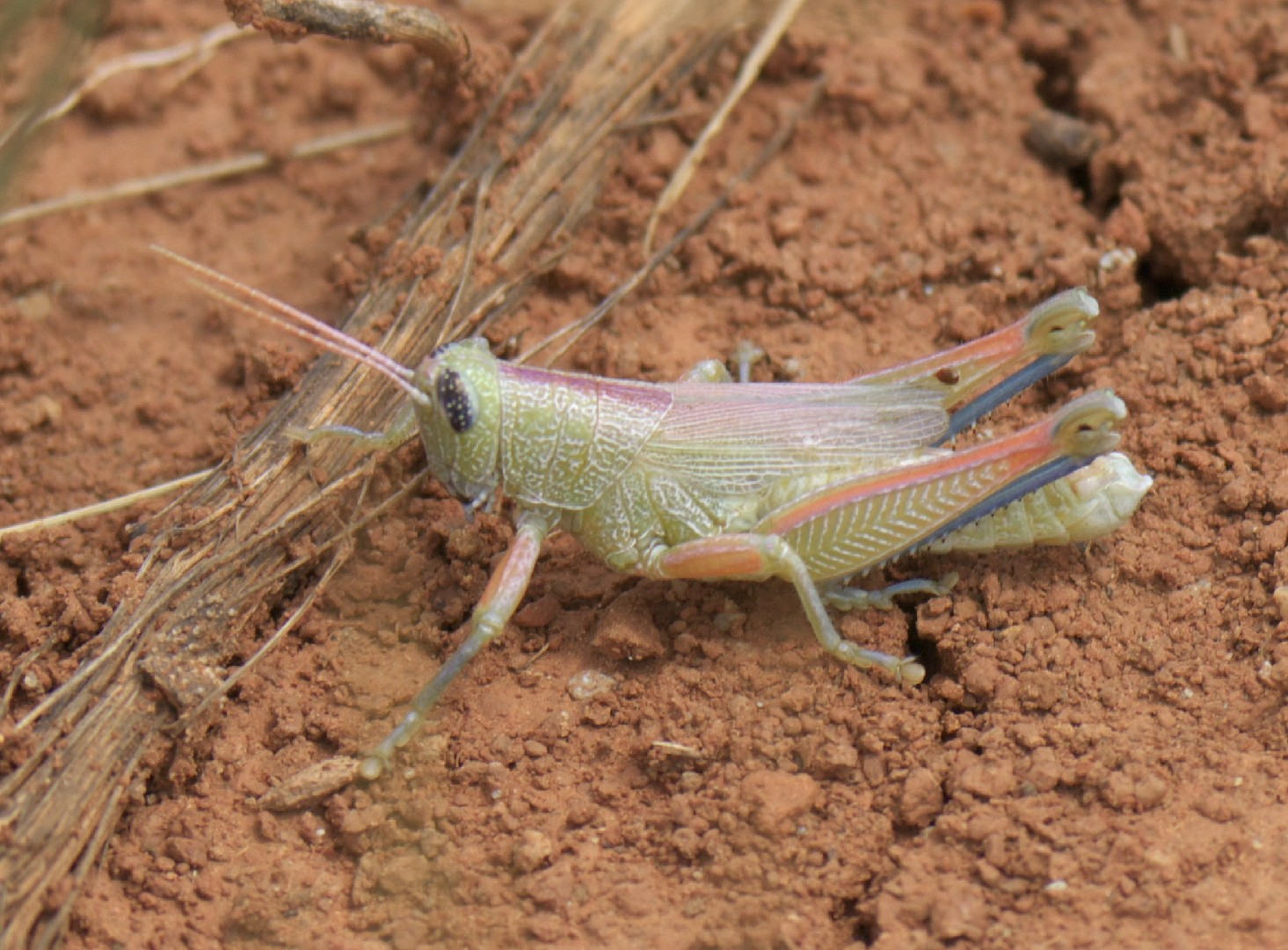 Showy grasshopper