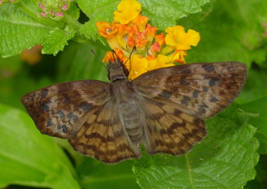 Timochares (Timochares)