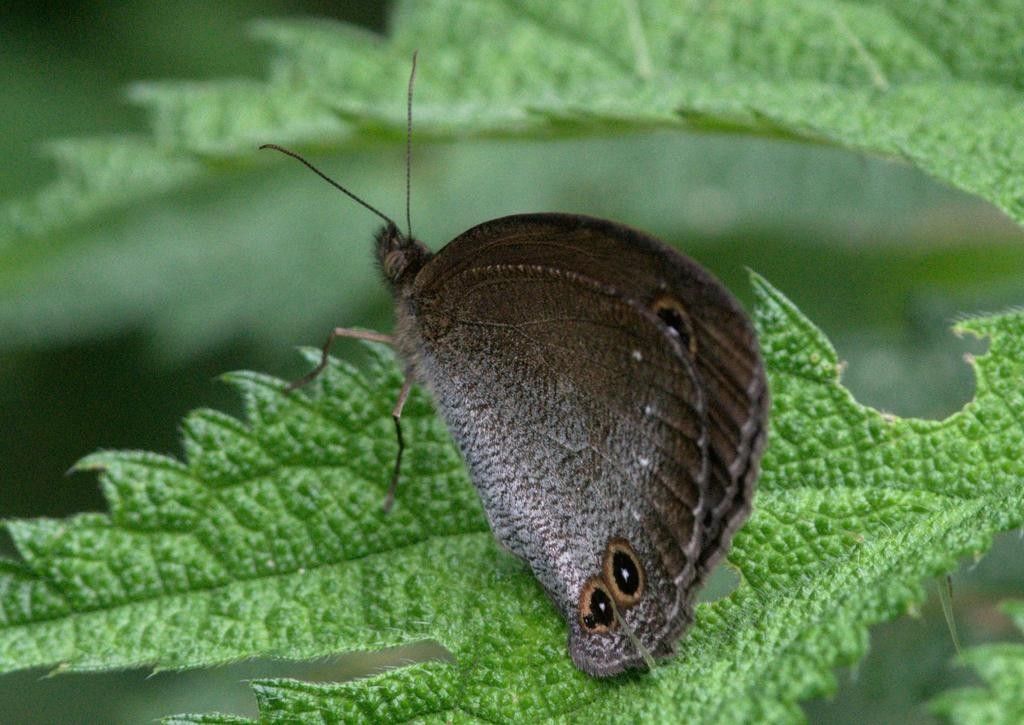 Callerebia (Callerebia)