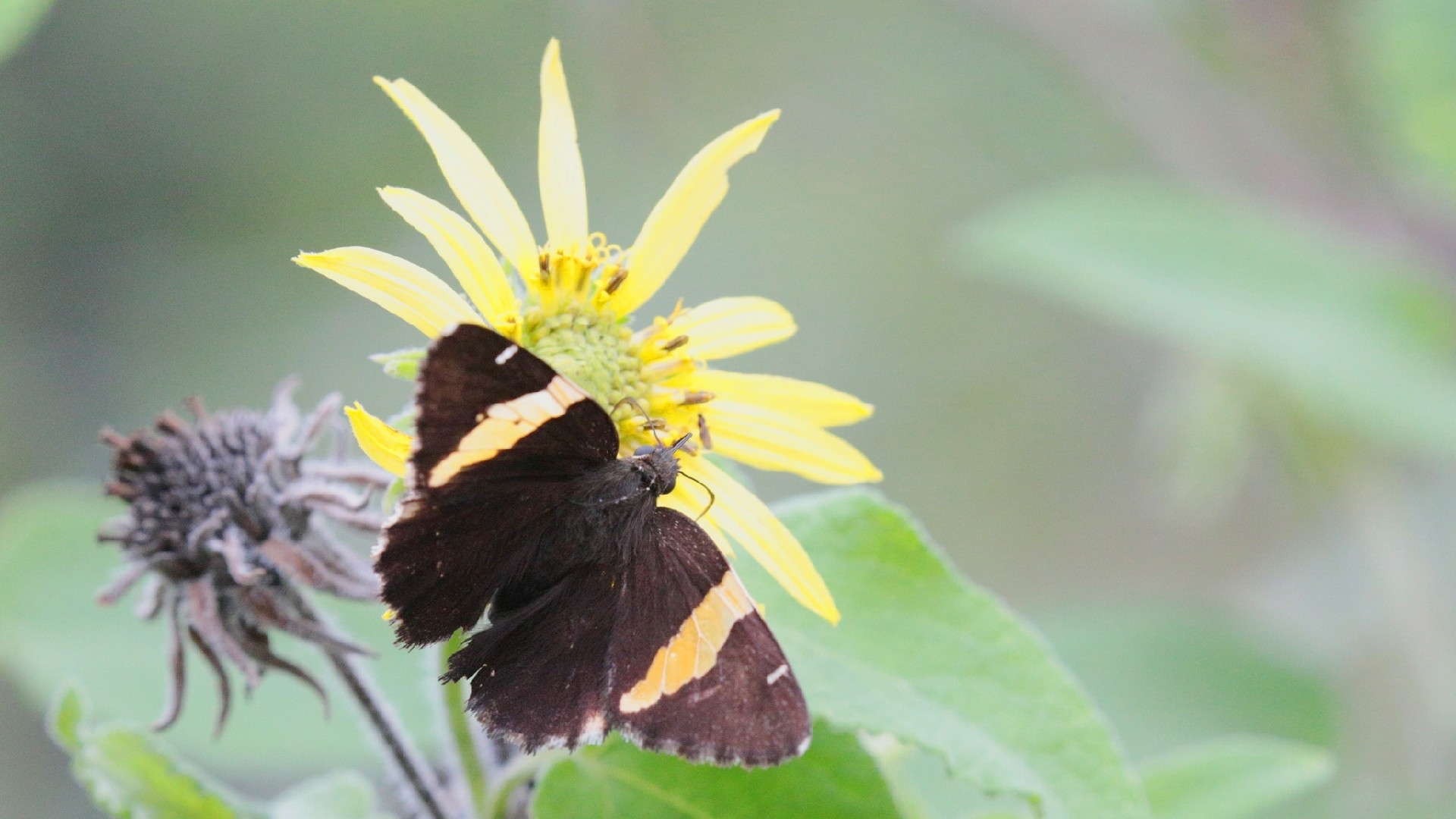 Autochton cellus (Autochton cellus) - Picture Insect