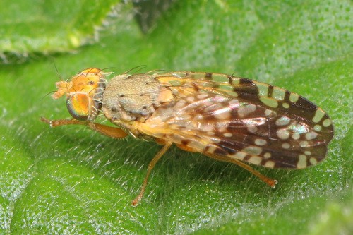 Neotephritis (Neotephritis)