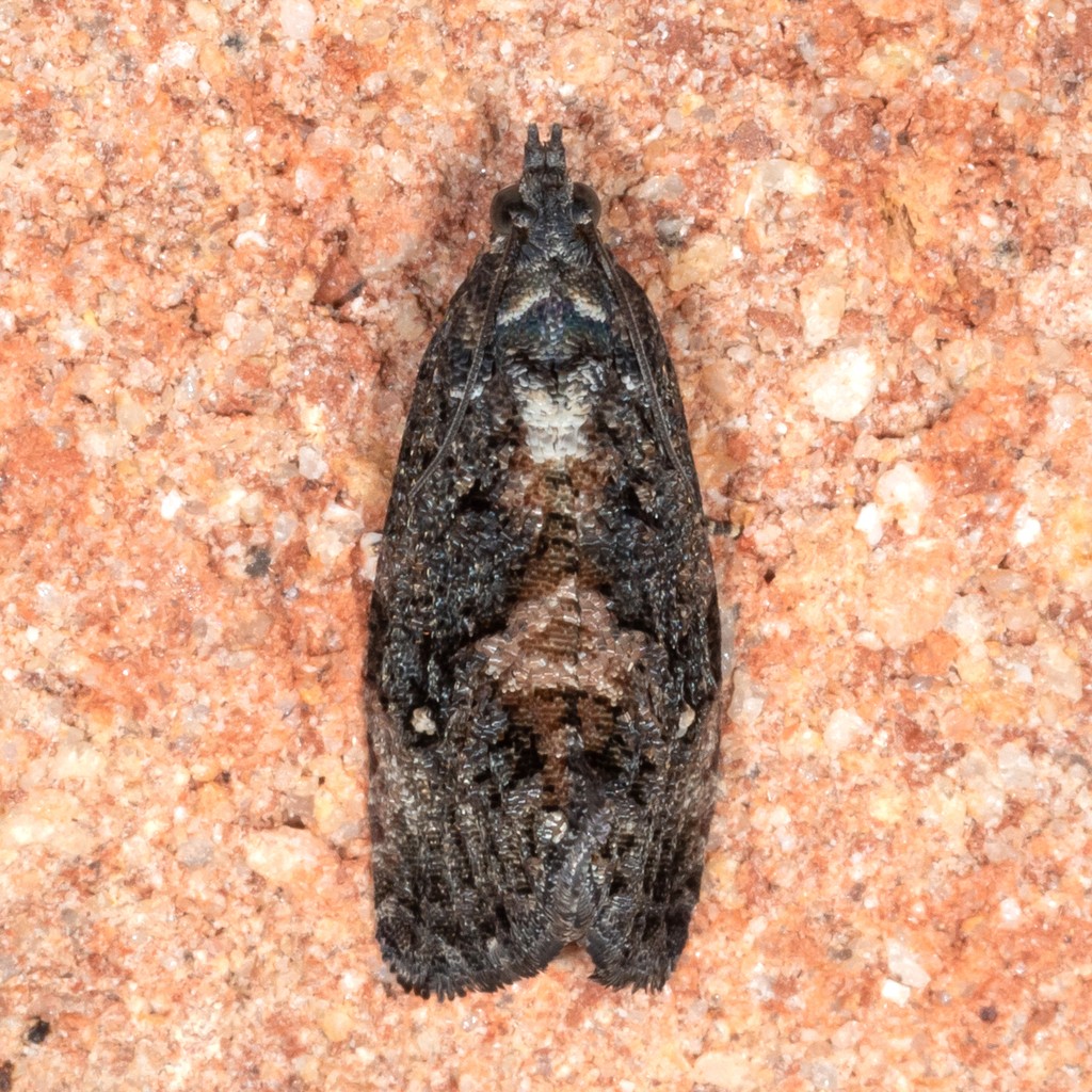 Gymnandrosoma (Gymnandrosoma)