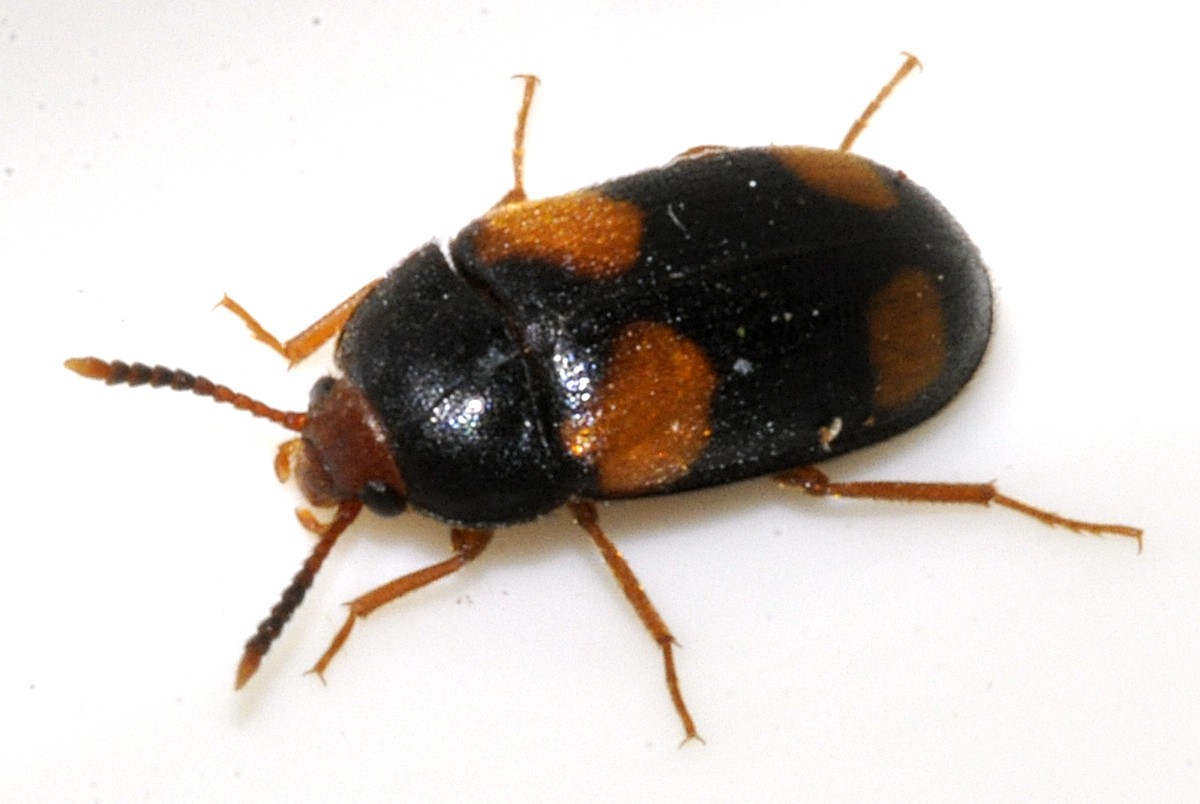 Mycetophagus (Mycetophagus)