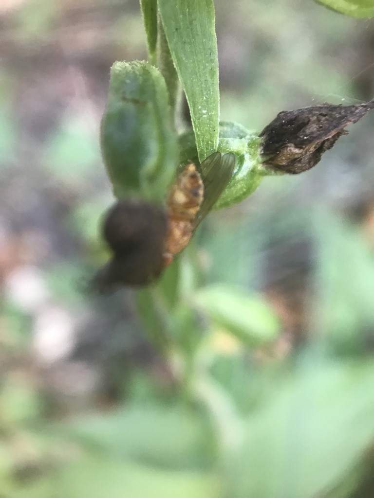 Gnorimoschema (Gnorimoschema)