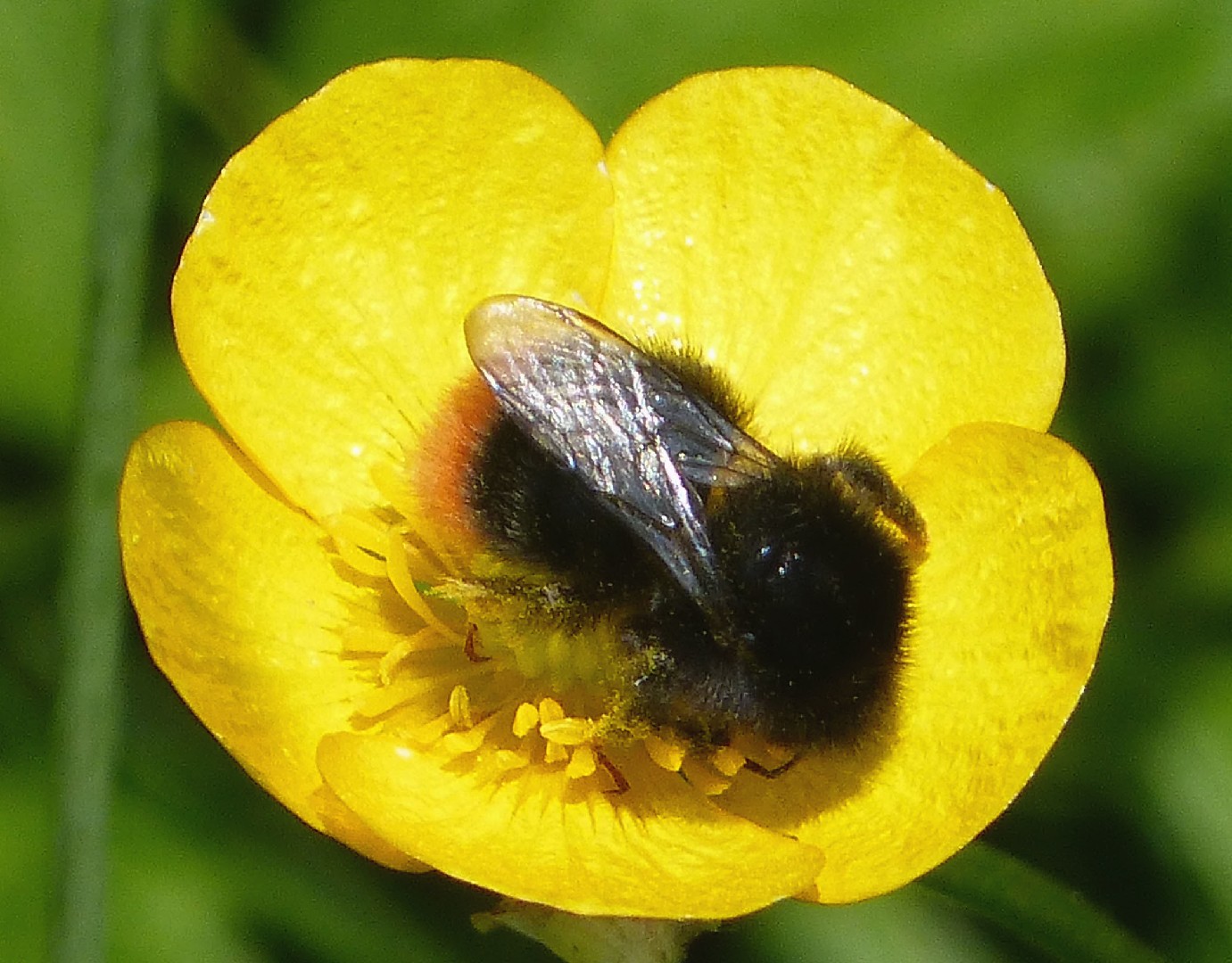 Каменный шмель (Bombus lapidarius) - Picture Insect