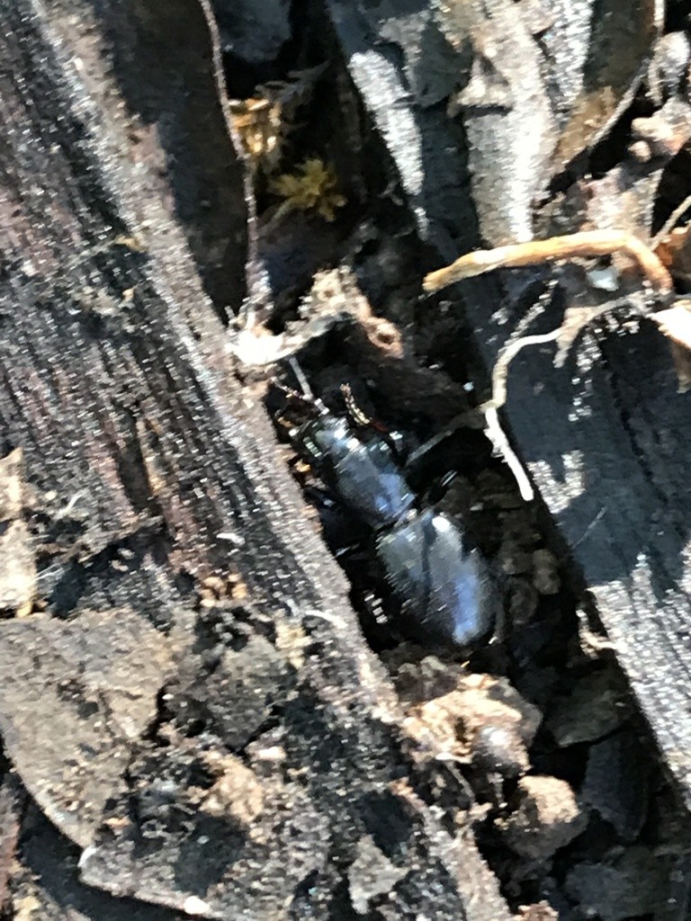 Promecognathus (Promecognathus)