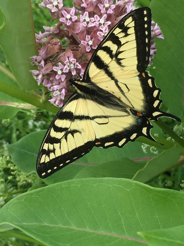 Papilio canadensis (Papilio canadensis) - Picture Insect