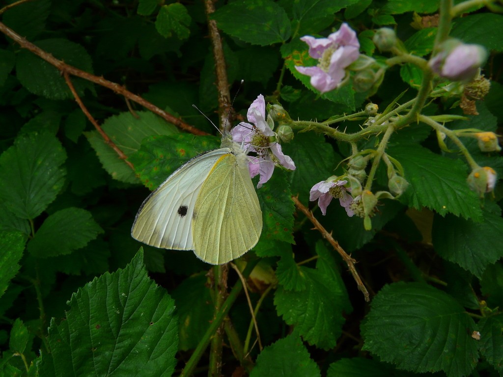 オオモンシロチョウ（大紋白蝶） (Pieris brassicae) - Picture Insect