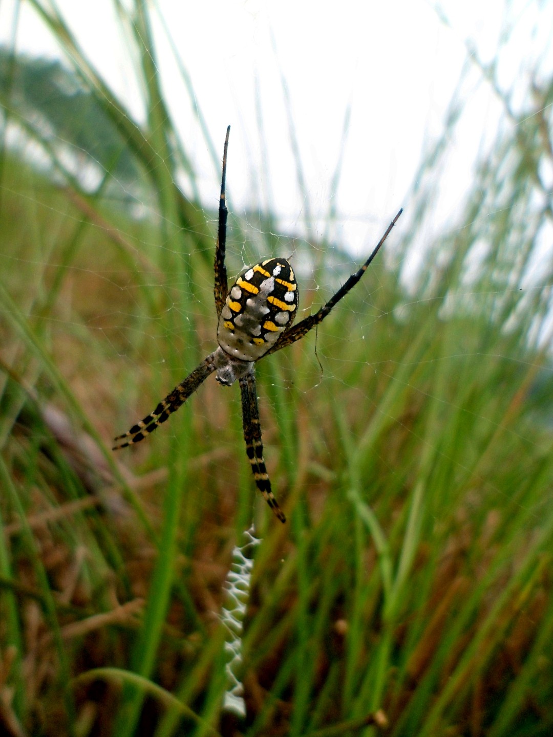 Argiope catenulata (Argiope catenulata) - Picture Insect