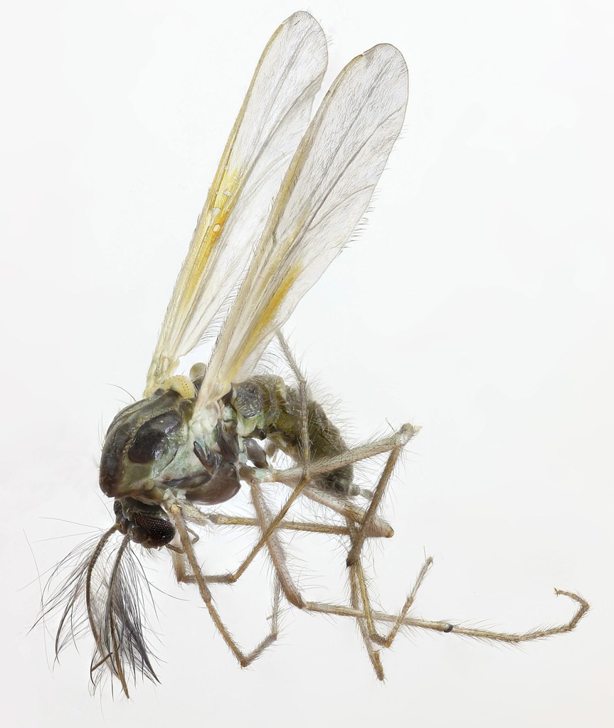 Polypedilum Sordens Polypedilum Sordens Picture Insect