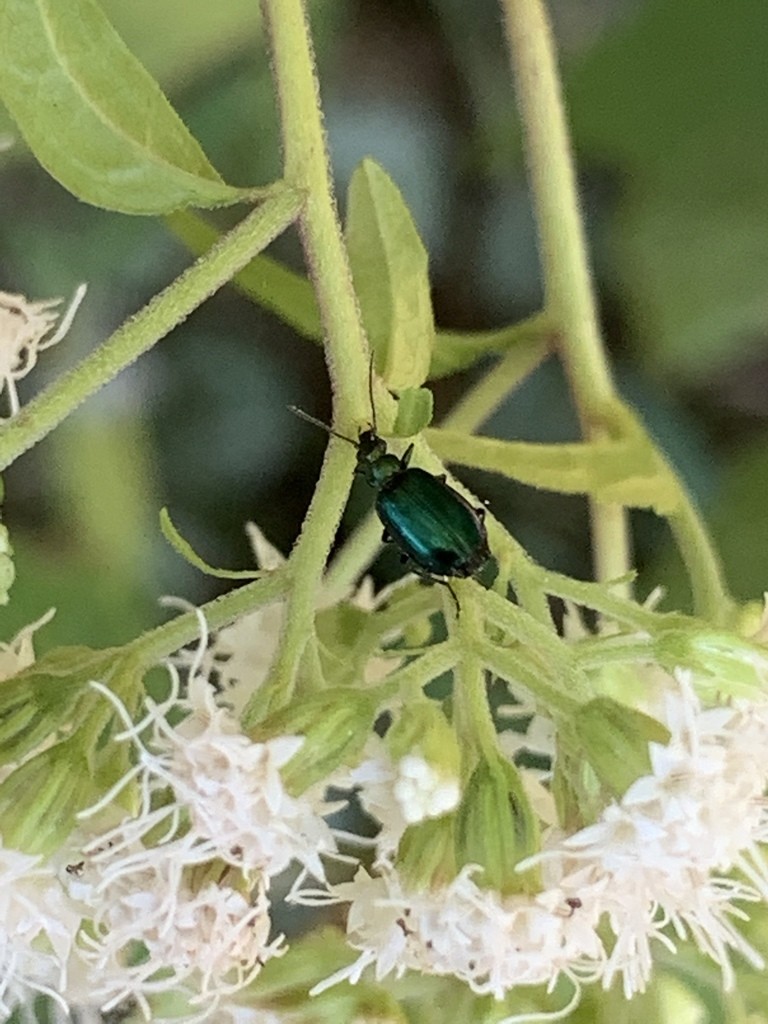 Lebia (Lebia)