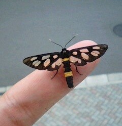Japanese nine-spotted moth