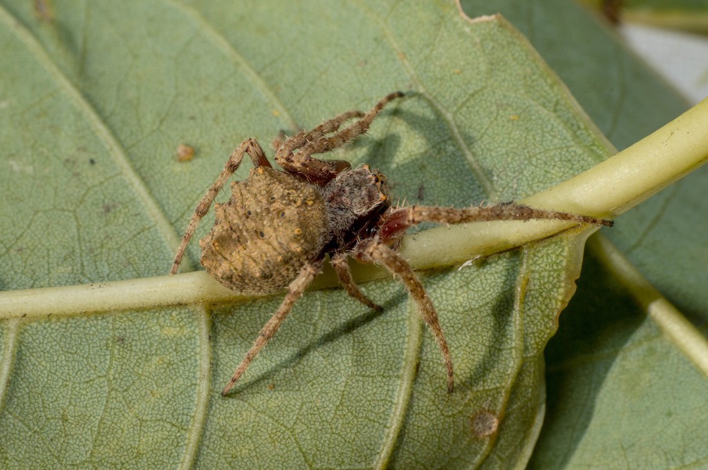 Parawixia audax