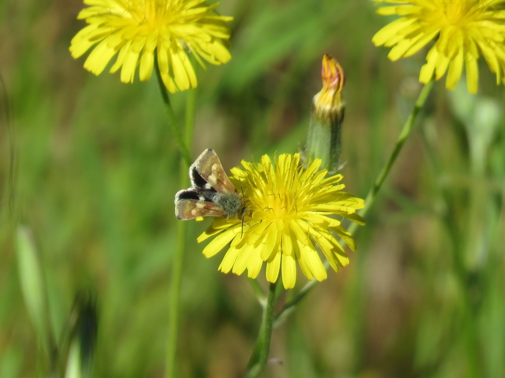 Heliothodes (Heliothodes)