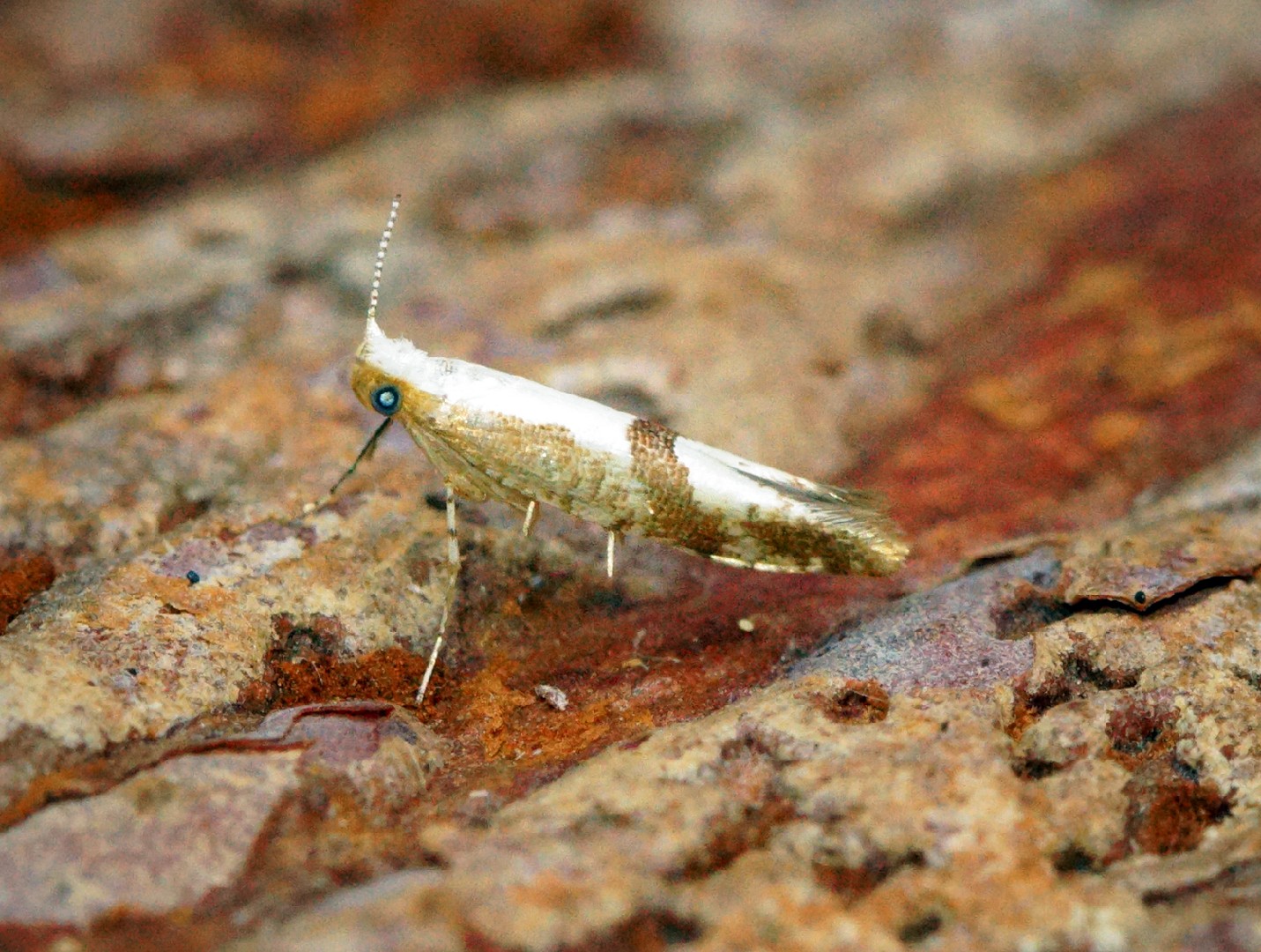 Вишнёвая побеговая моль (Argyresthia pruniella) - Picture Insect