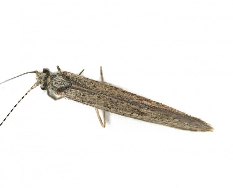 Leptocerus (Leptocerus)