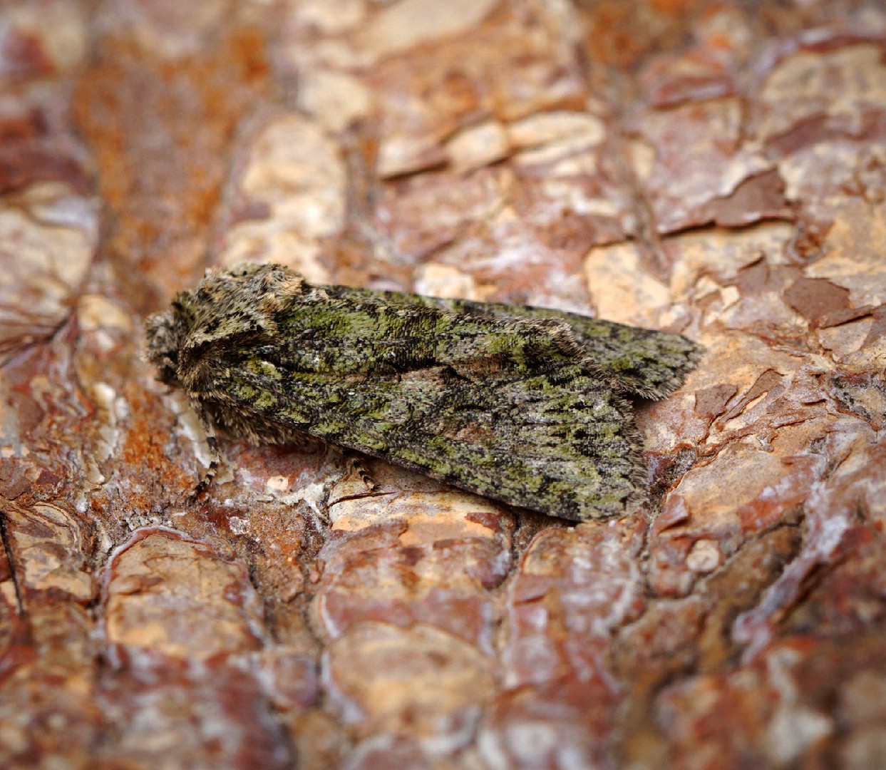 Dryobotodes (Dryobotodes)