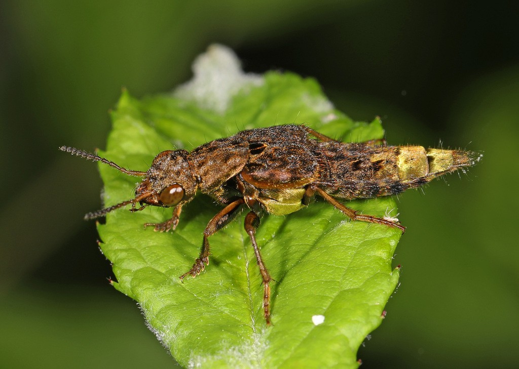 Ontholestes (Ontholestes)