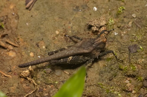 Eucriotettix (Eucriotettix)