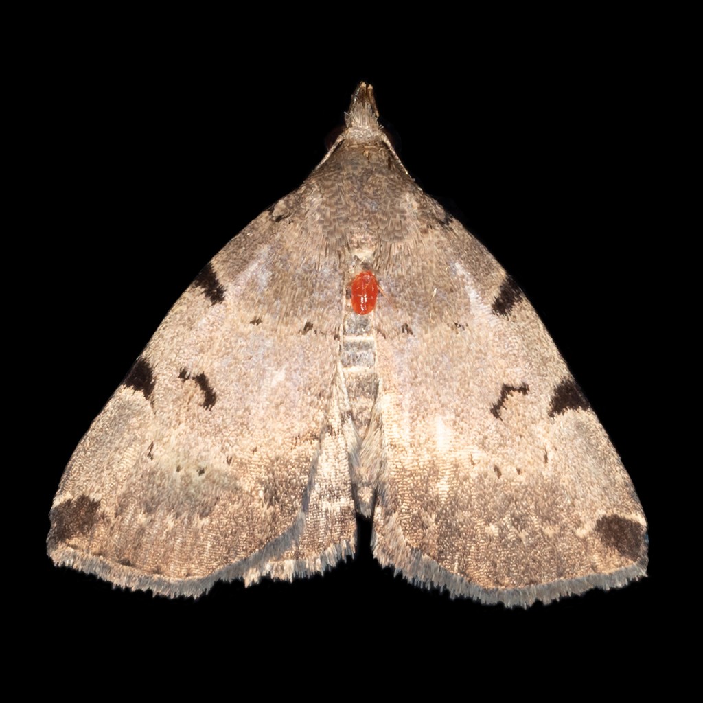 Zanclognatha (Zanclognatha)