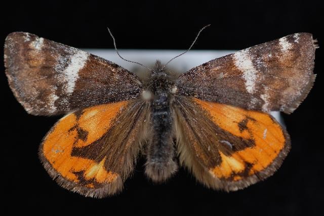 Archiearis (Archiearis)