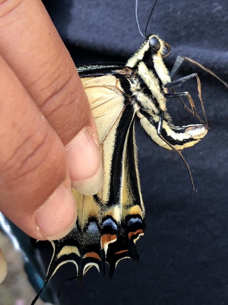 Papilio multicaudata (Papilio multicaudata) - Picture Insect