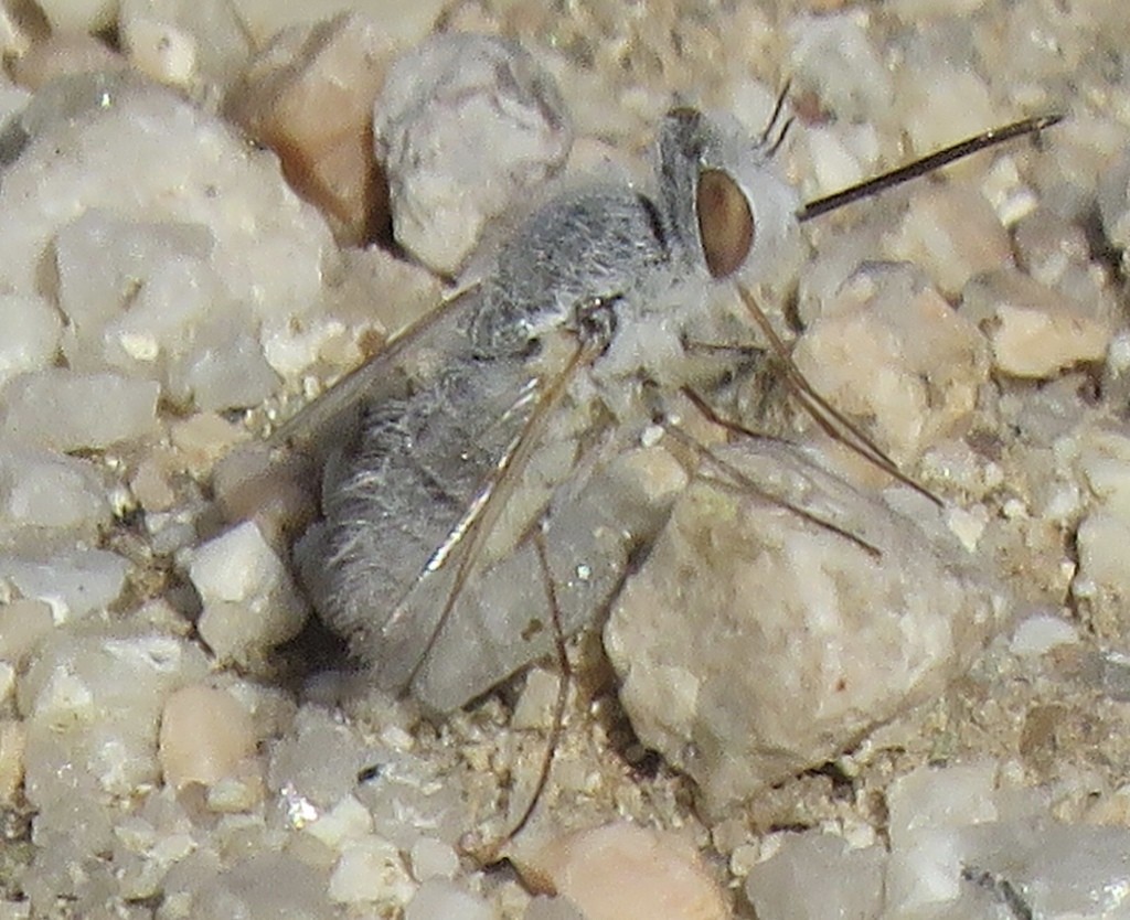 Pantarbes (Pantarbes)