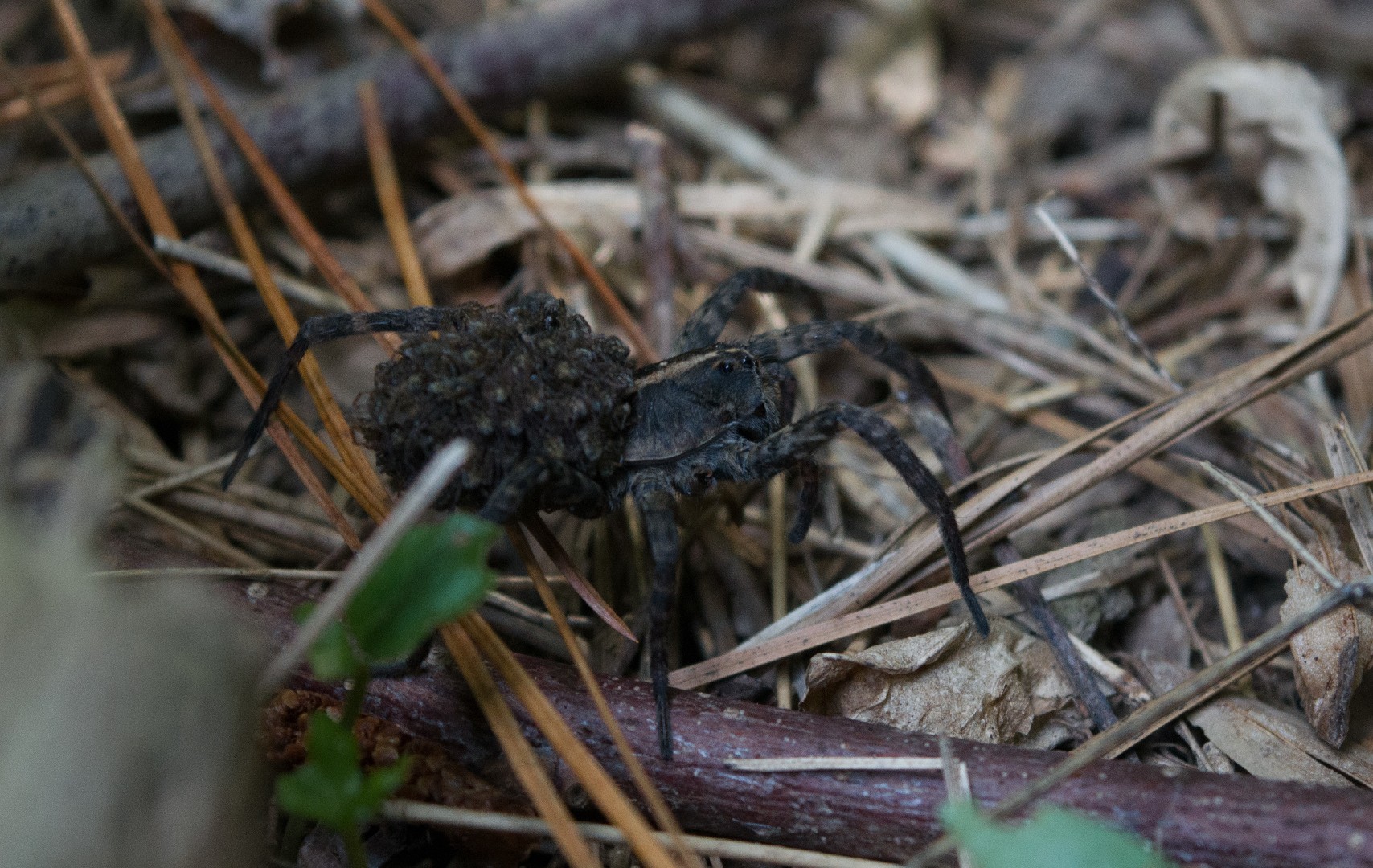 Hogna carolinensis (Hogna carolinensis) - Picture Insect