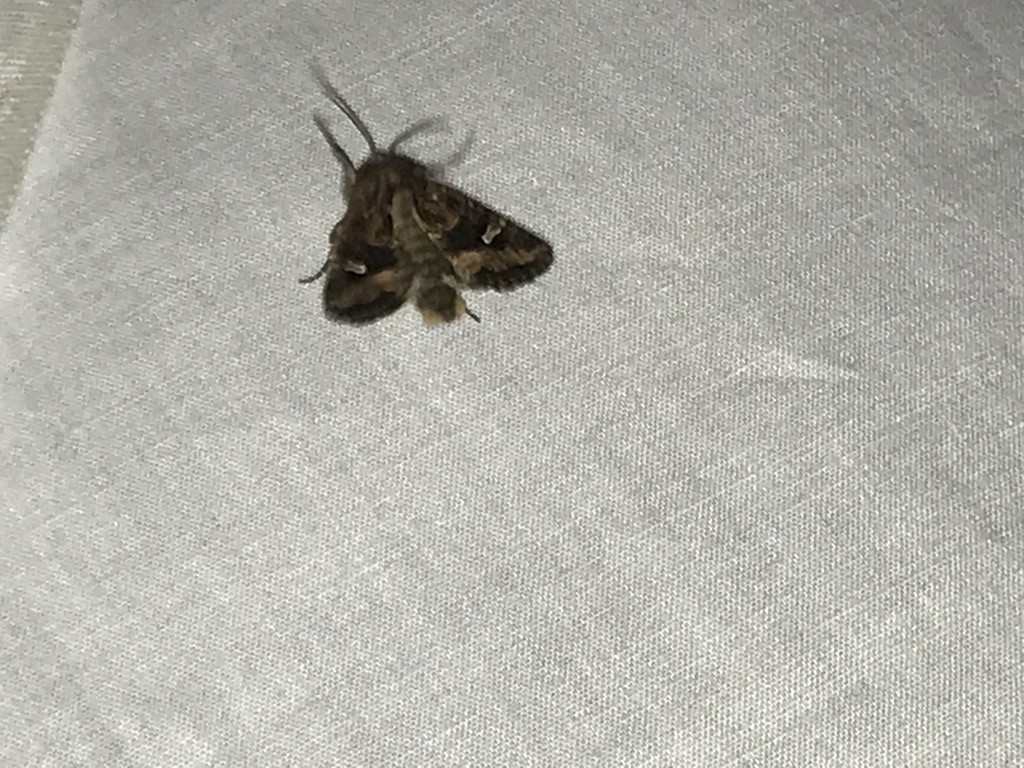 Lacinipolia (Lacinipolia)