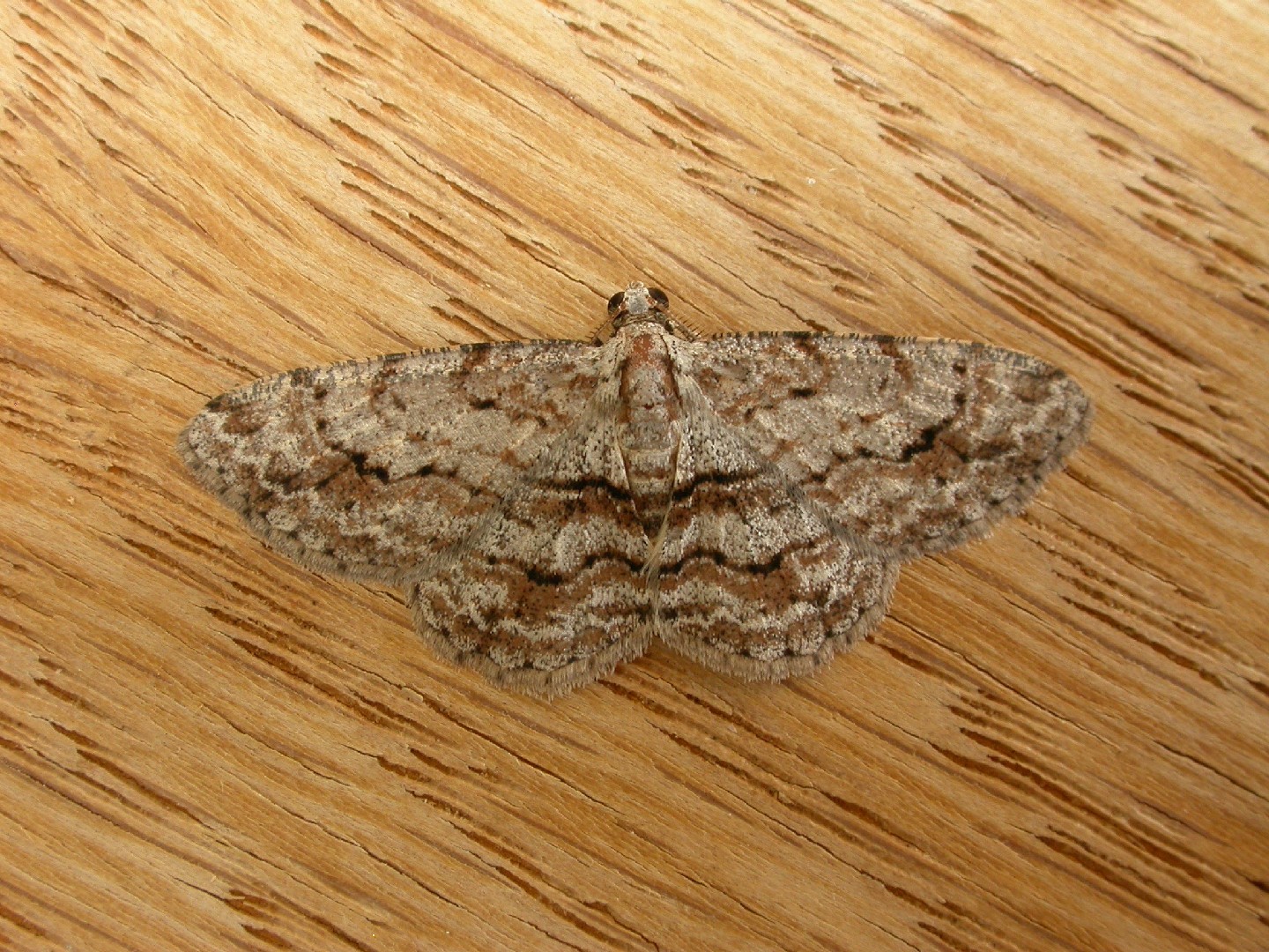 Didymoctenia (Didymoctenia)