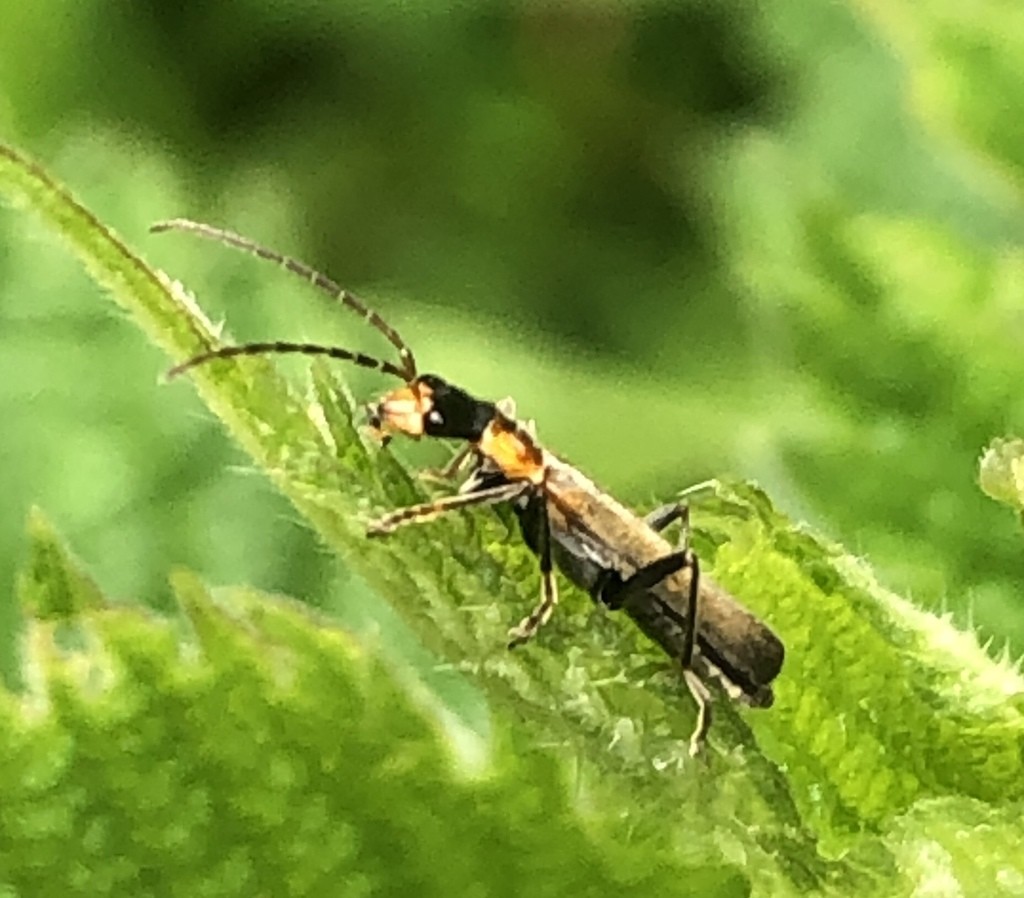 Alas de cuero (Cantharidae)