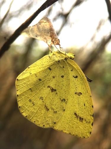Japanese common grass yellow