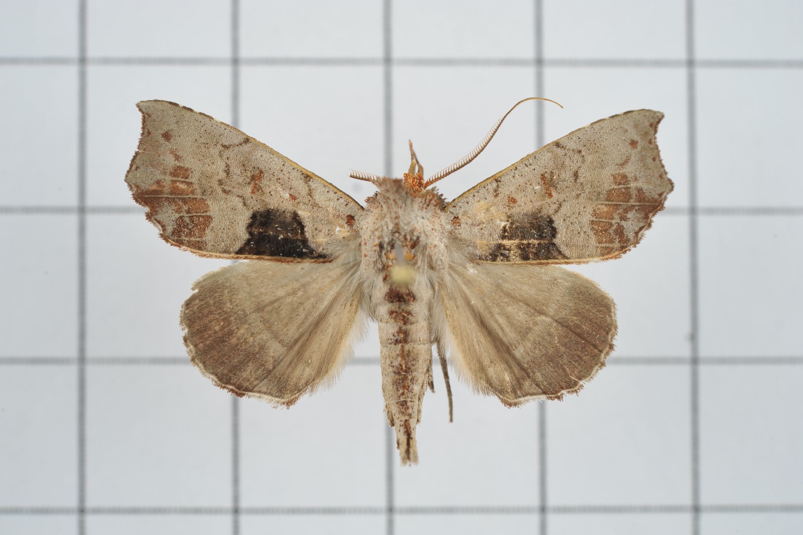 Hyperlopha (Hyperlopha)